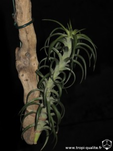 Tillandsia araujei spécimen #2 Colombien (cliquez pour agrandir)