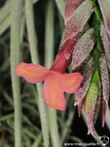 Floraison Tillandsia dorotheae fleur 03/2013 (cliquez pour agrandir)