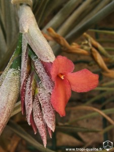 Floraison Tillandsia dorotheae fleur (cliquez pour agrandir)