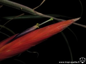 Tillandsia flabellata spécimen #2 fleur (cliquez pour agrandir)