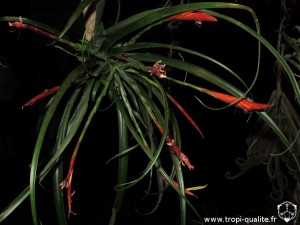 Tillandsia flabellata spécimen #2 inflorescence (cliquez pour agrandir)