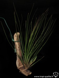Tillandsia 'Juncifolia' (cliquez pour agrandir) Tillandsia 'Juncifolia' (cliquez pour agrandir)