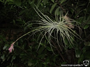Floraison Tillandsia straminea spécimen #2 (Soft leaf form, Stem form ou encore Bush form, cliquez pour agrandir) Floraison Tillandsia straminea Soft leaf form (cliquez pour agrandir)