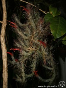Floraison Tillandsia funckiana spécimen #1 12/2012 (cliquez pour agrandir)