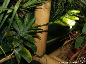 Floraison Vriesea racinae 12/2012 (cliquez pour agrandir)