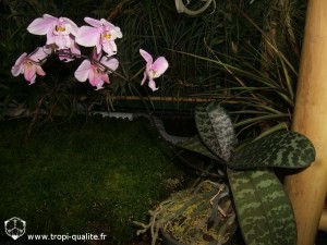 Floraison Phalaenopsis schilleriana 01/2013 (cliquez pour agrandir)