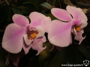 Floraison Phalaenopsis schilleriana fleur 01/2013 (cliquez pour agrandir)