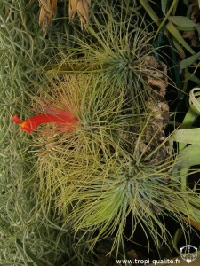 Floraison Tillandsia andreana (cliquez pour agrandir)