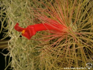 Floraison Tillandsia andreana fleur (cliquez pour agrandir)