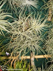 Floraison Tillandsia bandensis 11/2012 (cliquez pour agrandir)