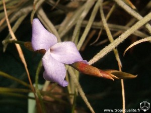 Floraison Tillandsia bandensis fleur 11/2012 (cliquez pour agrandir)