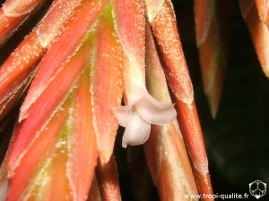 Tillandsia didisticha spécimen #2 fleur (cliquez pour agrandir)