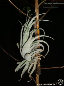 Tillandsia leonamiana spécimen #1 2010 (cliquez pour agrandir)