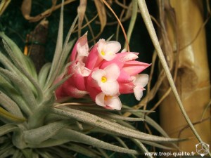 Floraison Tillandsia meridionalis fleur (syn. Tillandsia recurvifolia, cliquez pour agrandir)