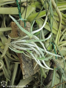 Tillandsia mollis (cliquez pour agrandir)