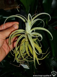 Tillandsia purpurea (cliquez pour agrandir)