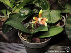 Floraison Phalaenopsis fuscata (cliquez pour agrandir)
