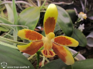 Floraison Phalaenopsis fuscata fleur (cliquez pour agrandir)