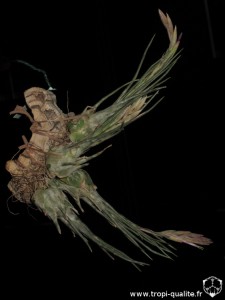 Floraison Tillandsia ariza-juliae (cliquez pour agrandir) Floraison Tillandsia ariza-juliae (cliquez pour agrandir)