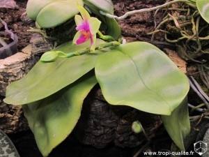 Floraison phalaenopsis bellina 03/2013 (cliquez pour agrandir)