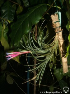 Floraison Tillandsia tenuifolia var. saxicola 04/2012 (cliquez pour agrandir)