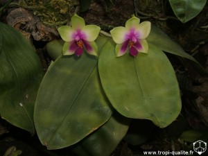 Floraison Phalaenopsis bellina 04/2012 (cliquez pour agrandir)