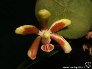 Phalaenopsis fuscata fleur (cliquez pour agrandir)