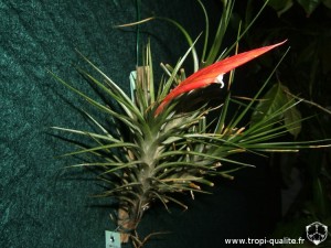 Tillandsia caulescens spécimen #1 (cliquez pour agrandir)