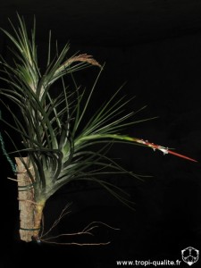 Tillandsia caulescens spécimen #1 en haut, spécimen #2 en bas (cliquez pour agrandir)