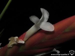 Tillandsia caulescens spécimen #2 fleur (cliquez pour agrandir)