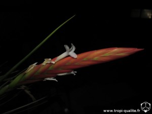 Tillandsia caulescens spécimen #2 inflorescence (cliquez pour agrandir)