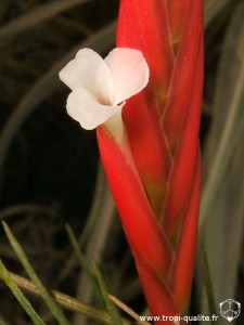 Tillandsia caulescens spécimen #1 fleur (cliquez pour agrandir)