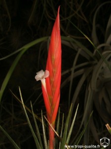 Tillandsia caulescens spécimen #1 inflorescence (cliquez pour agrandir)