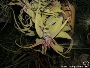 Floraison Tillandsia diguetii (cliquez pour agrandir)