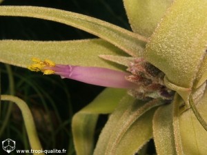 Floraison Tillandsia diguetii fleur (cliquez pour agrandir)