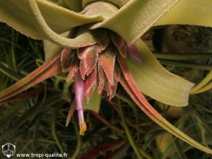 Floraison Tillandsia diguetii inflorescence (cliquez pour agrandir)