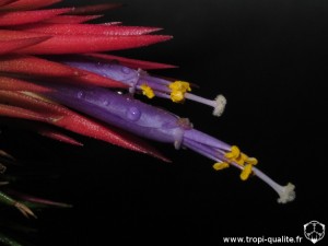 Floraison Tillandsia ionantha 'Fuego' spécimen #2 fleur (cliquez pour agrandir)