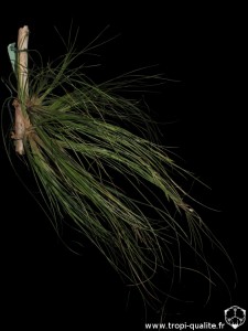 Floraison Tillandsia remota (cliquez pour agrandir)