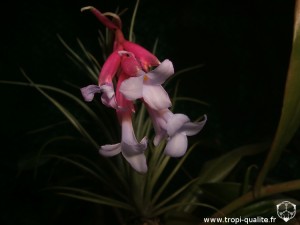 Floraison Tillandsia tenuifolia var. saxicola fleur (cliquez pour agrandir)