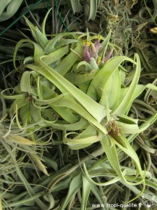 Floraison Tillandsia diguetii 03/2013 (cliquez pour agrandir)