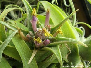 Floraison Tillandsia diguetii fleur 03/2013 (cliquez pour agrandir)