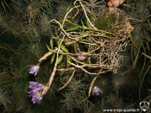 Floraison Dendrobium victoria-reginae 11/2012 (cliquez pour agrandir)