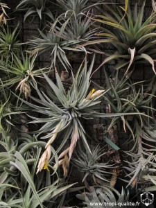 Floraison Tillandsia ixioides 06/2013 (cliquez pour agrandir)
