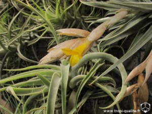 Floraison Tillandsia ixioides fleur 06/2013 (cliquez pour agrandir)