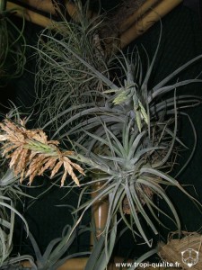 Floraison Tillandsia didisticha spécimen #1 (cliquez pour agrandir)
