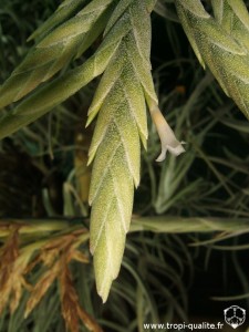 Floraison Tillandsia didisticha spécimen #1 fleur (cliquez pour agrandir)
