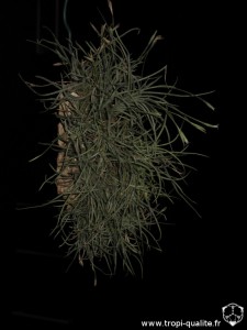 Floraison Tillandsia recurvata spécimen #2 (cliquez pour agrandir)