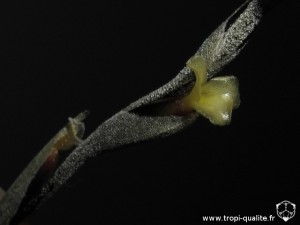 Floraison Tillandsia myosura fleur (cliquez pour agrandir)