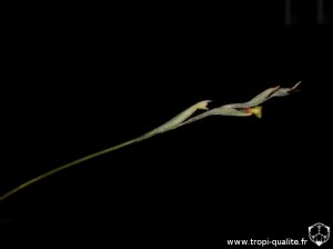 Tillandsia myosura inflorescence (cliquez pour agrandir)
