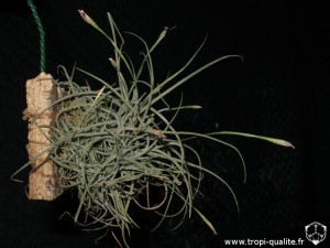 tillandsia_recurvata_1